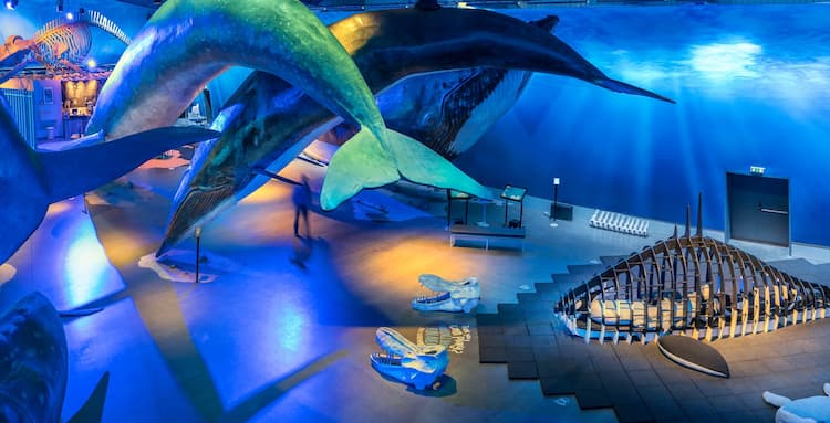 Safnanótt á Hvalasafninu